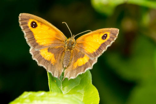 The Gatekeeper butterfly was the most common butterfly last year.