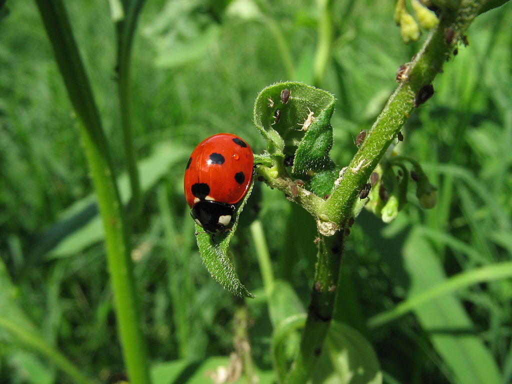 When the ladybugs heard loud music or even loud city sounds, they didn't eat much.