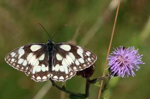 Marbled white butterfly numbers were down 67% last year.