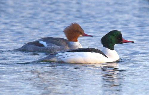 Common Merganser - male and female