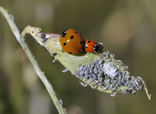 Two ladybugs eating aphids on a bean plant.