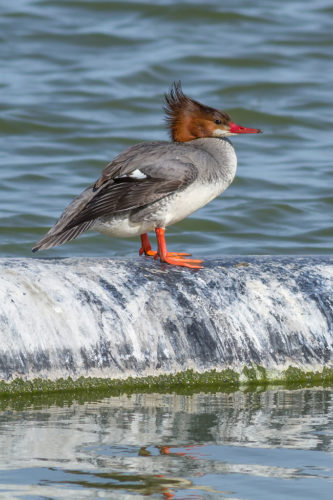 Female common mergansers sometimes lay eggs in other birds' nests.