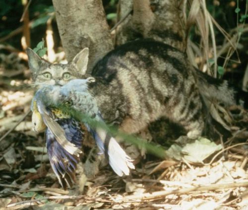 Feral cat with bird in its mouth.