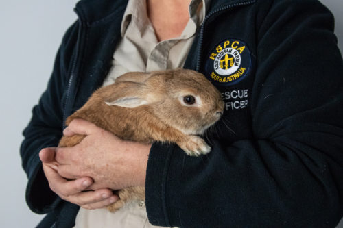 Bunny in the arms of a rescue worker.