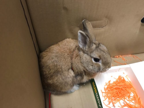 Small bunny in a box with grated carrots.