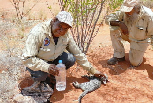 Feral predator control