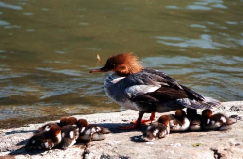 Mergansers usually have between eight and 12 babies.