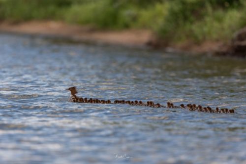 Brent Cizek took this picture of the mother merganser and her ducklings.