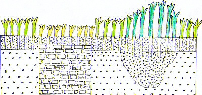 Things below ground can affect the way plants grow above ground.