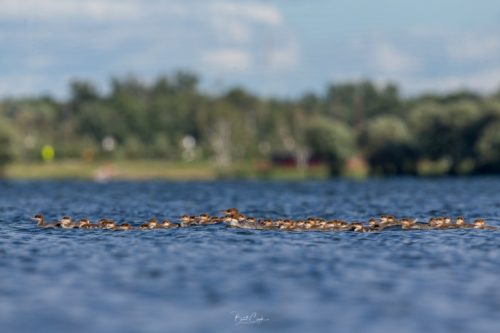 When Mr. Cizek went back to the lake later, he counted 76 ducklings.