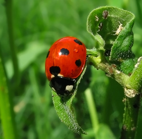 The ladybugs ate almost all the aphids when there were no loud sounds.