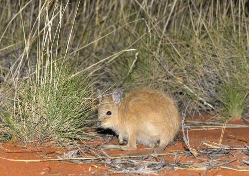 A mala or rufous hare wallaby.