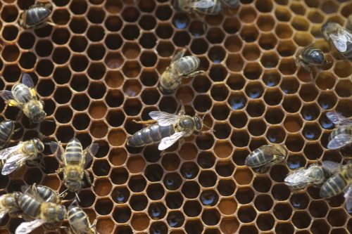 Honeybee colony, with queen visible.