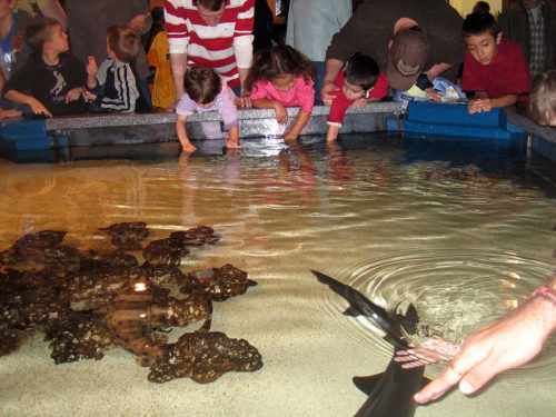 A shark touch tank.