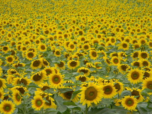 Sunflower farm in Canada