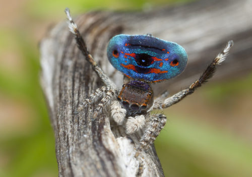 Seven new species of Australia's colourful 'dancing' peacock spider  discovered - ABC News