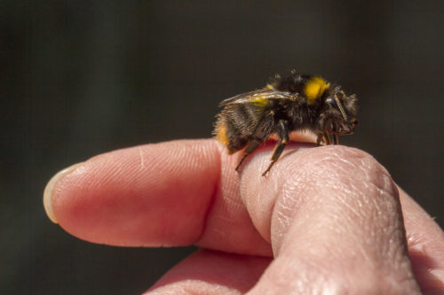 Bee on fingers.