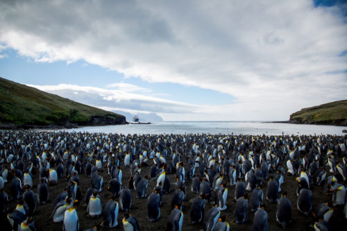 2017 picture of penguin colony on Possession Island.