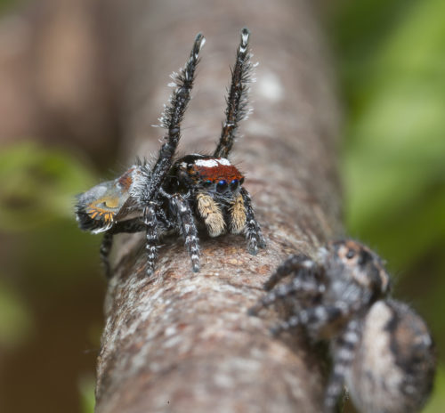 Maratus tortus