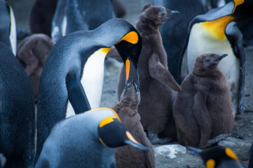 King Penguin feeding chick.