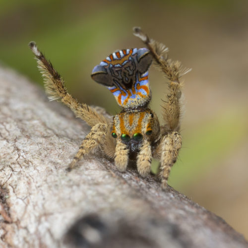 Maratus unicup