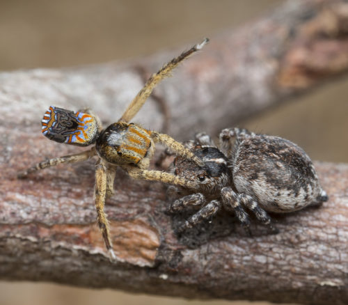 Seven new species of Australia's colourful 'dancing' peacock spider  discovered - ABC News