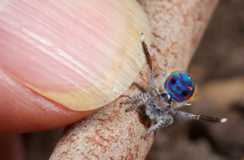 Seven new species of Australia's colourful 'dancing' peacock spider  discovered - ABC News