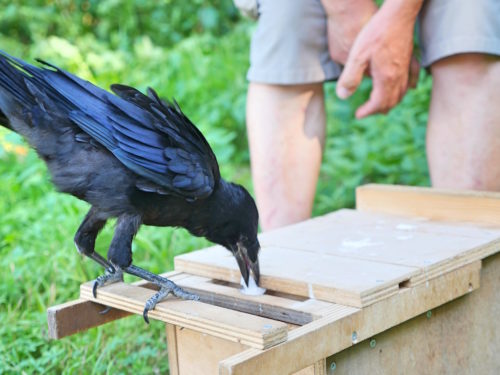 Rook putting cigarette butt in training box.