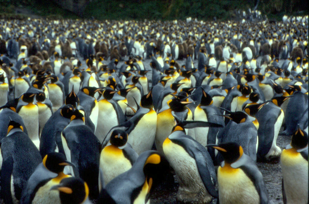 The Crozet islands are home to about half of all the King Penguins in the world.