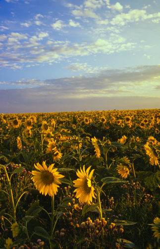 Sunflower field at sundown
