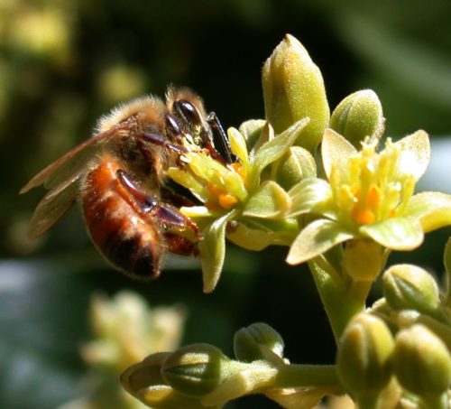 Bee pollinating an avocado flower.