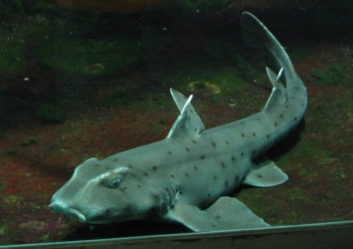 Horn shark