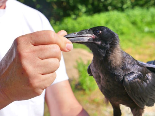 Human hand feeding rook.