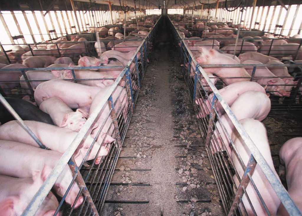 Many pigs in a CAFO.