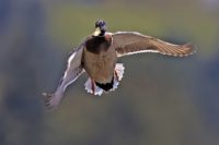 Male mallard in flight.