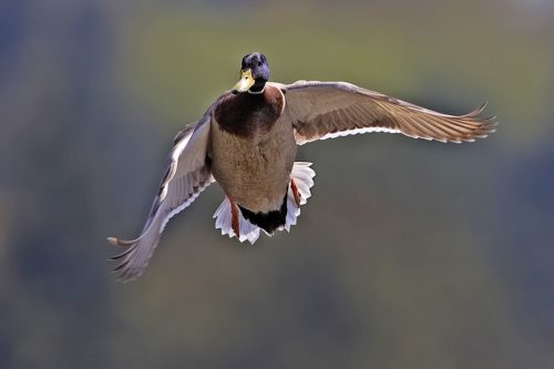 Male mallard in flight.