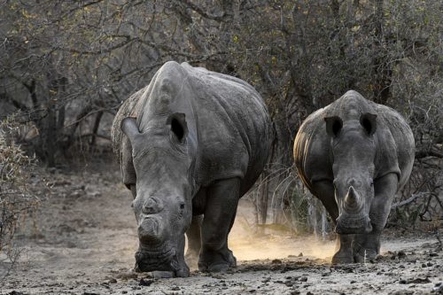 White rhinos, one with a cut horn.