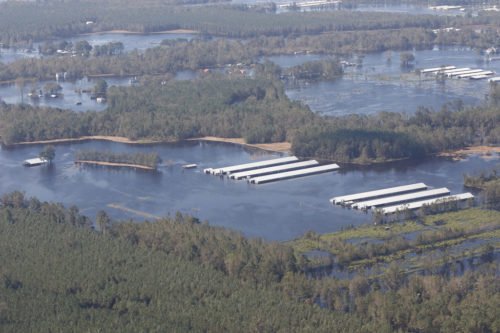 Wide shot of huge flooded pig farm in NC.