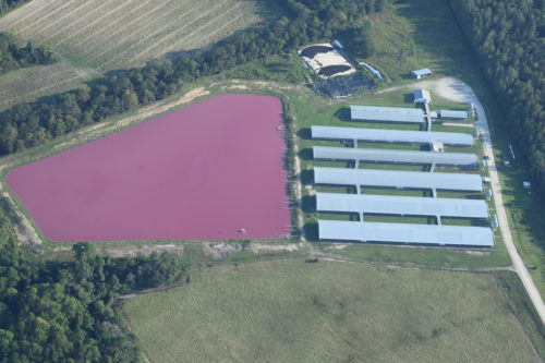 Pink lagoon of hog waste.