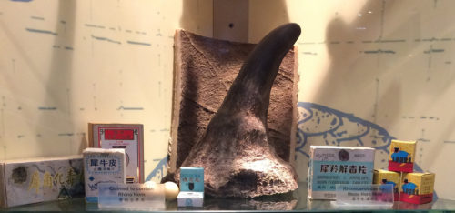 Examples of Rhino Horn Products Seized by the Hong Kong Government - Hong Kong’s Agriculture, Fisheries and Conservation Department Visitor Center