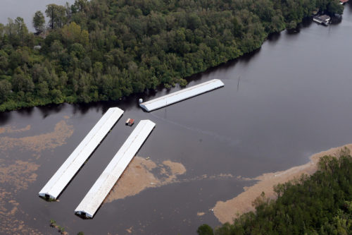 Flooded CAFO with lots of floating sludge