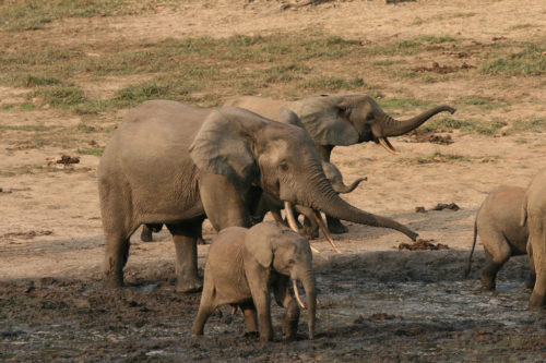 A group of African elephants gathered in some mud in a clearing.