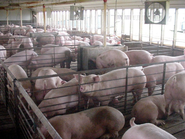 Pigs on slotted floor in a CAFO.