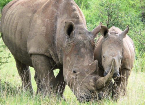 Rhino with its baby.