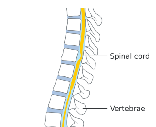 spinal cord diagram