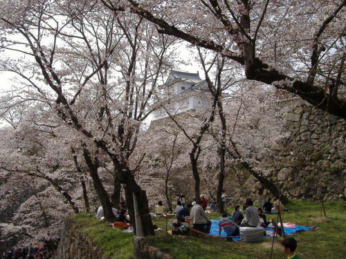 People enjoying the Cherry Blossoms in Kakuzan Park, Tsuyama. Taken by me on 9th April 2006. To be added to Tsuyama, Japan entry.