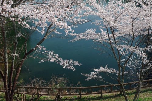 吉野運動公園にて Cherry trees in Yoshino Sports Park 2014.4.08