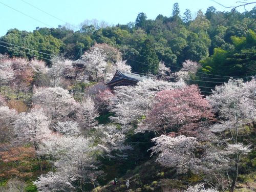 如意輪寺の桜 吉野町吉野山 Cherry trees of Nyoirinji 2010.4.08