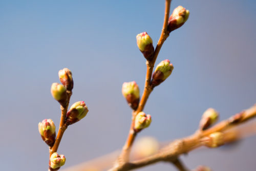 Buds of the famous cherry blossoms around the Tidal Basin in Washington DC.