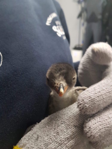 Baby Sphengic in keeper's arms